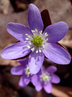 Anemone 3223